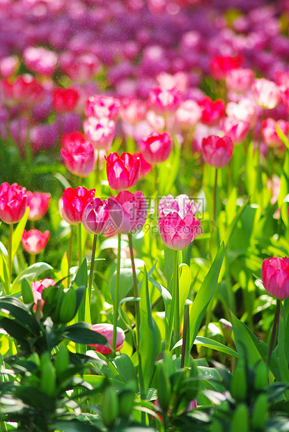 甜美的郁丽花花园公园旅行季节假期郁金香粉色热带环境场地植物图片