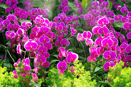 漂亮的紫色兰花和阳光旅行农村柔软度植物学场地热带植物花园季节花卉图片