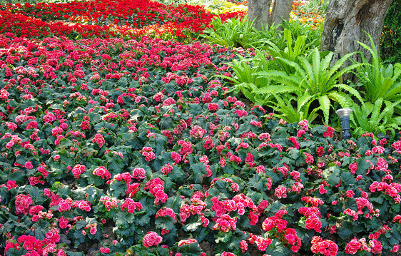 漂亮的花花装饰花园公园种植园紫花花店紫色植物群旅行环境玫瑰植物图片