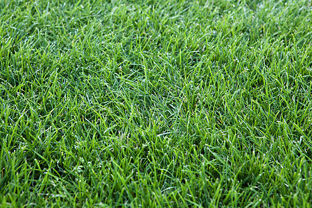 绿草背景地面公园地毯绿色草皮活力水平院子场地蔬菜图片