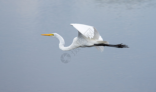 飞行中的大Egret图片