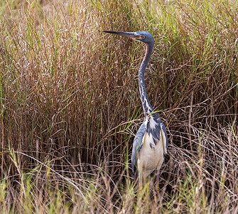 三色 Heron 偷窥鲁希斯图片