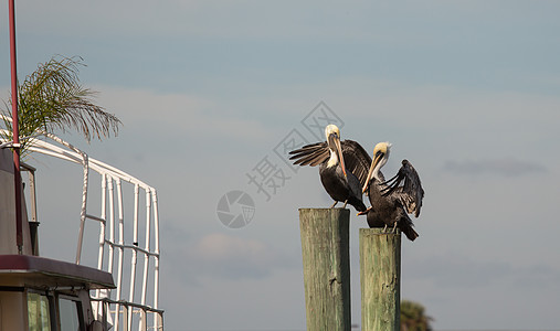 Pelican 宝石图片