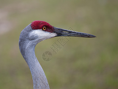 沙丘鹤起重机红色灰色白色鸟类船尾图片