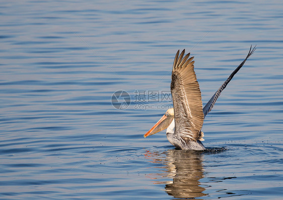 Pelican 升起图片