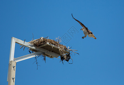 Osprey 返回家园图片