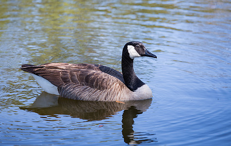 加拿大鹅野生动物淡水游泳池塘水禽观鸟眼睛成人羽毛白色图片