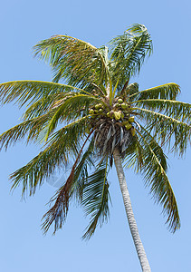 风花椰子棕榈图片