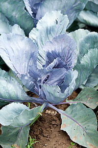 夏季户外露天田野红白菜植物花园农业阳光季节食物土地天空蓝色环境图片