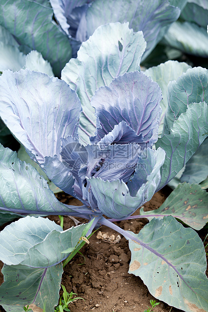 夏季户外露天田野红白菜植物花园农业阳光季节食物土地天空蓝色环境图片