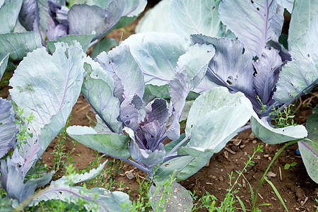 夏季户外露天田野红白菜草地天气营养土地农业食物植物环境植物群花园图片