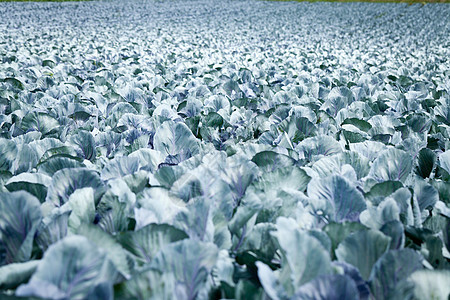 夏季户外露天田野红白菜阳光草地天空植物群蔬菜紫色农业环境土地季节图片