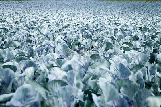 夏季户外露天田野红白菜阳光草地天空植物群蔬菜紫色农业环境土地季节图片