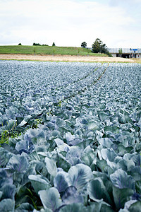 夏季户外露天田野红白菜营养叶子太阳食物生长植物蔬菜季节花园草地图片