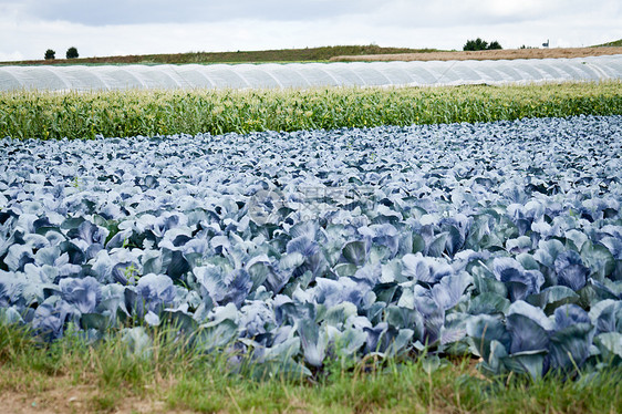 夏季户外露天田野红白菜环境食物季节阳光叶子土地蔬菜太阳花园草地图片