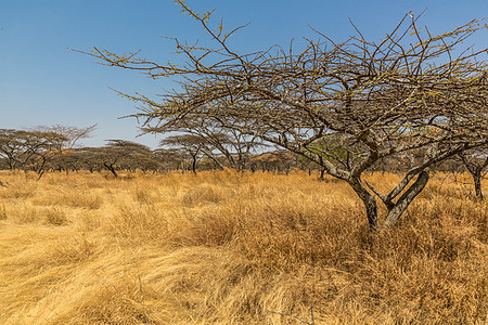 阿卡西亚树沙漠大草原蓝色荒野沙拉草原干旱树木天空图片