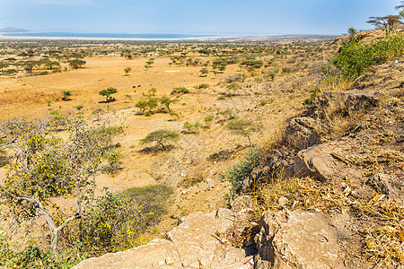 国家公园干旱树木荒野沙拉草原大草原天空蓝色沙漠图片