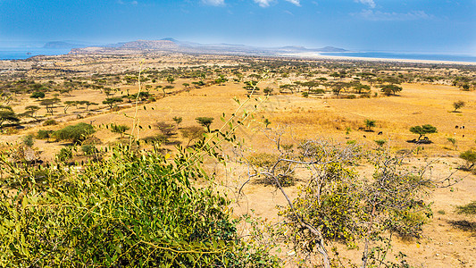 国家公园沙漠沙拉树木荒野大草原天空草原蓝色干旱图片