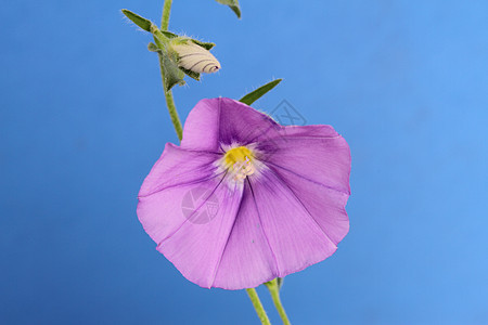 混血花瓣植物紫色花园图片