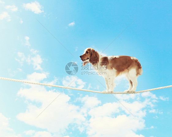 狗在绳索上平衡危险压力动物场景失败小狗宠物特技马戏团风险图片