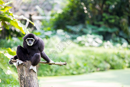 白手 Gibbon猩猩濒危日志俘虏木头脸颊少年原始人黑色丛林背景图片