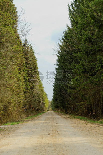 森林中的泥土路地平线农业叶子环境运输植物森林木头泥路天空图片