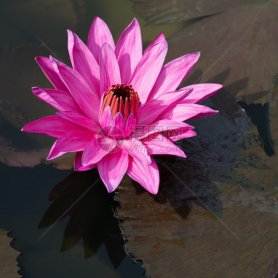 Fuchsia 色彩明星莲花花叶子星状珍珠池塘玫瑰紫丁香植物热带睡莲星星图片