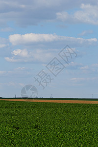 蓝云天空下的小麦田农田环境蓝色农场谷物天气草原农业生长场地图片