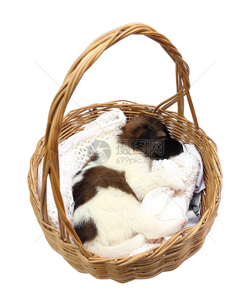 小狗睡在篮子里动物猎犬头发睡眠毛皮宠物朋友哺乳动物毛巾幼兽图片