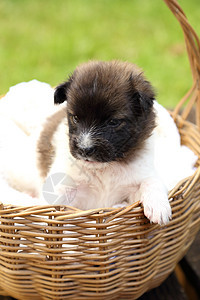 小小狗在篮子里休息宠物哺乳动物花园犬类鼻子稻草头发动物柳条朋友图片