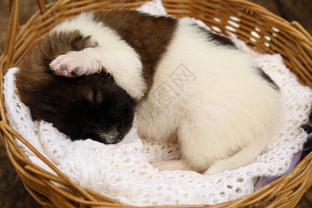 小狗睡在篮子里猎犬哺乳动物睡眠幼兽毛皮朋友头发犬类动物毛巾图片