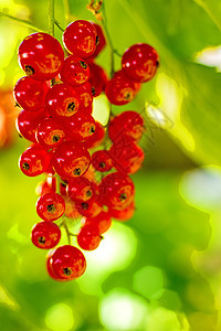 灌木丛中红色的草原衬套食物绿色水果醋栗营养植物花园农场叶子图片