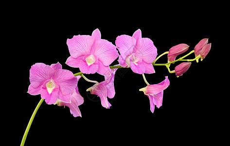 美丽的粉红兰花花叶子花束花园植物群植物学兰花蓝色紫色花瓣脆弱性图片