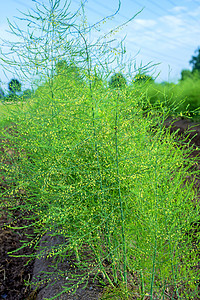 Asparagus 字段中植物场地农场蔬菜发芽营养产品绿色食物季节图片