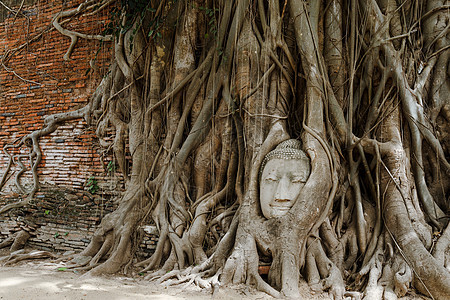 树干中的佛头文化雕塑宗教雕像艺术精神信仰废墟石头砂岩图片