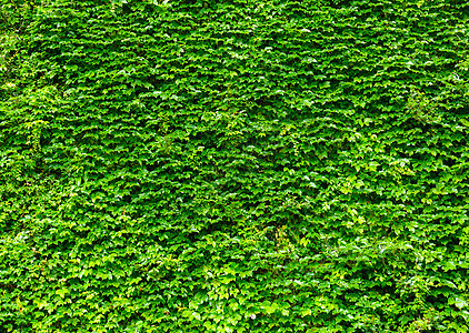 绿色常春藤叶墙壁花园叶子藤蔓生长植物图片
