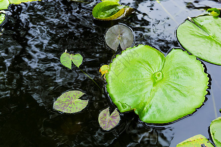 水面上的百合板叶子植物睡莲绿色软垫百合浮萍花园树叶图片