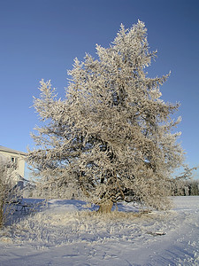 冬季树场地风景蓝色小路天空美丽冻结阴影阳光木头图片