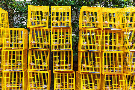 香港鸟类市场笼笼鸟群鹦鹉羽毛鸟笼爱好配种图片