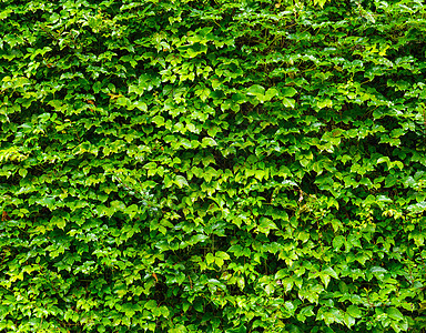 绿叶墙背景场地花园栅栏地毯地面墙纸草本植物叶子生态杂草图片