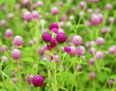 球苋或植物学地球宏观紫色叶子球体公园花园场地植物群图片