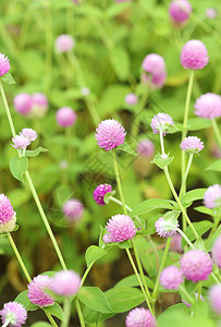 球苋或植物植物群公园野生动物紫色团体场地叶子墙纸地球图片