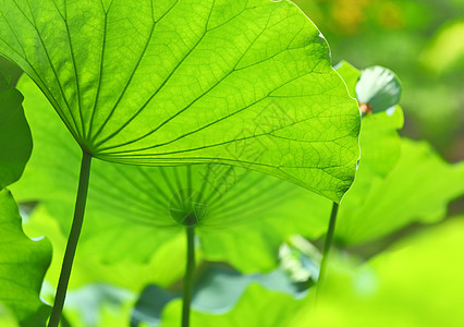 莲花池塘风化核桃属花园叶子荷花百合绿色小家伙灯泡植物图片