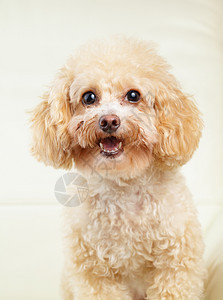 狗狗微笑卷曲玩具棕色朋友金子爪子眼睛头发宠物动物图片