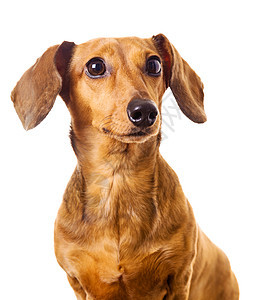 Dachshund 狗狗白色生活棕色动物救援香肠世俗头发热狗小狗图片