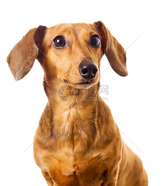 Dachshund 狗狗白色生活棕色动物救援香肠世俗头发热狗小狗图片