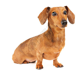 Dachshund狗画像世俗小狗香肠宠物救援头发热狗生活白色棕色图片