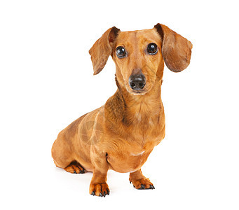 Dachshund狗画像世俗动物宠物头发热狗小狗生活白色香肠救援图片