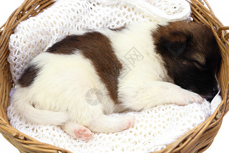 小狗睡在篮子里犬类柳条婴儿工作室睡眠幼兽宠物哺乳动物头发朋友图片