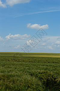 蓝云天空下的小麦田场地牧场生长农场场景玉米天气农田季节农业图片